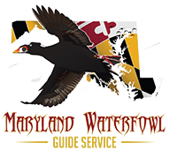 Maryland Waterfowl Hunting