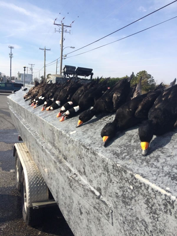 Maryland Sea Duck Hunting Photo Gallery