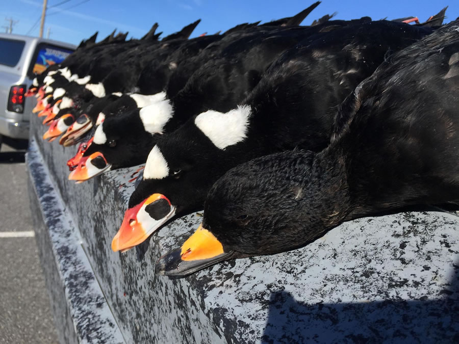 Maryland Sea Duck Hunting Photo Gallery